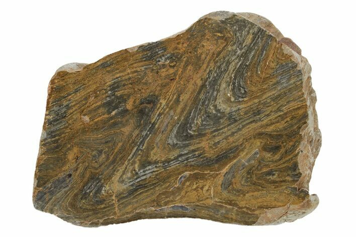 Polished Mesoproterozoic Stromatolite (Conophyton) - Australia #239948